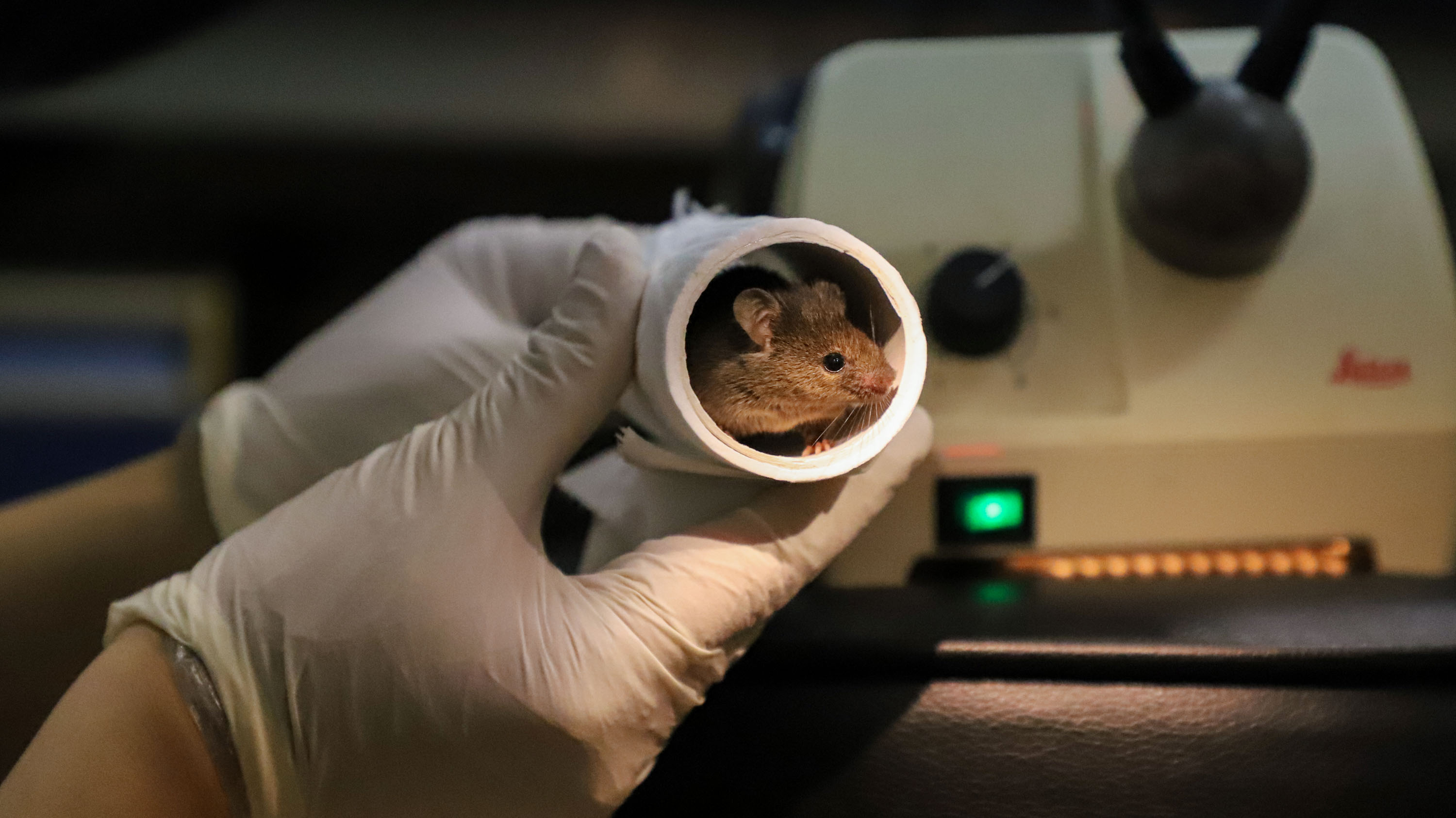 mouse in a toilet paper tube held by gloved hands in a darkened lab setting