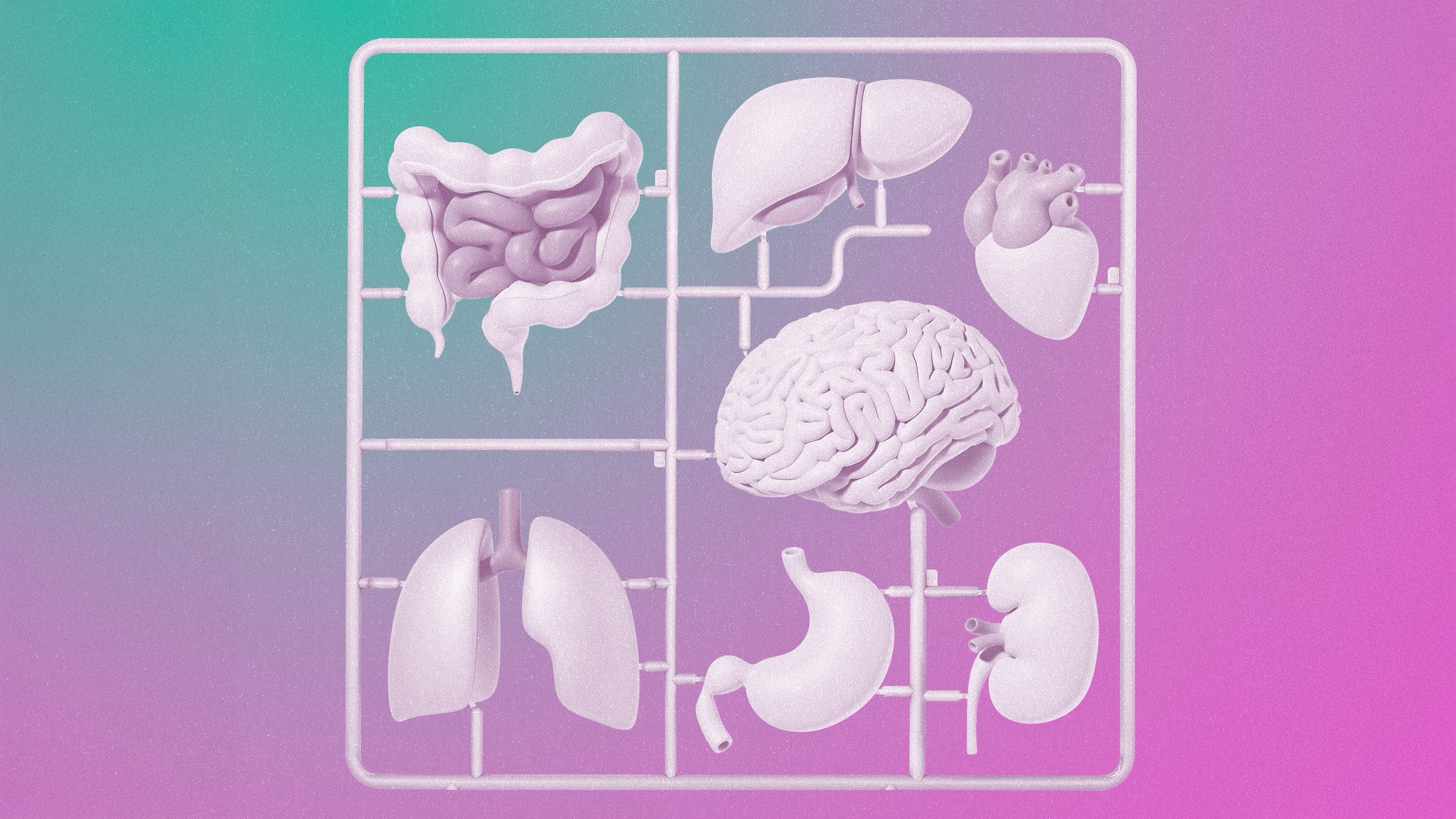 human organs attached to a molded plastic frame reminiscent of toy packaging